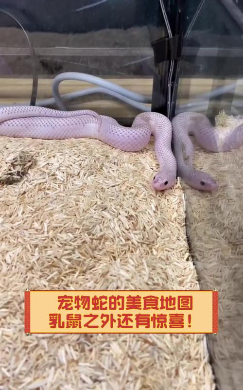 2025新澳门精准正版图库和宠物蛇窜出罐子逃跑与宠物蛇窜出罐子逃跑视频